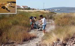 Köpekler zehirle katledildi, mahalleli ödül koydu